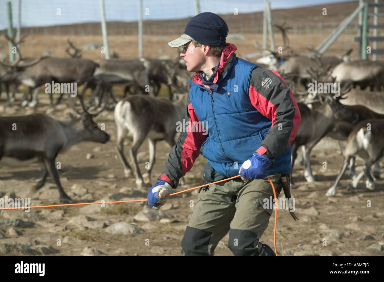 A Sami reindeer herder lassoes a reindeer calf during the autumn