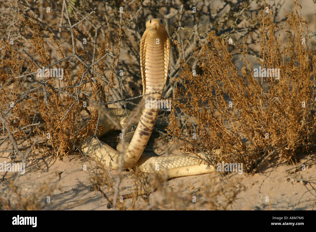 Spit poison hi-res stock photography and images - Alamy