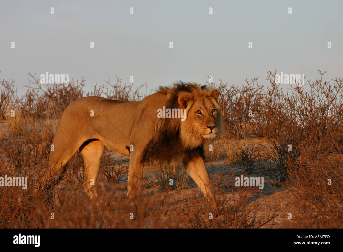 Male lion glowing light hi-res stock photography and images - Alamy