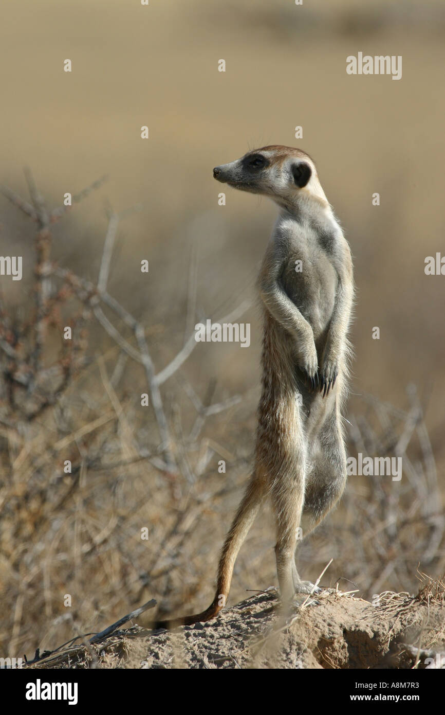 Suricate standing on tail in Kgalagadi National Park, South Africa ...