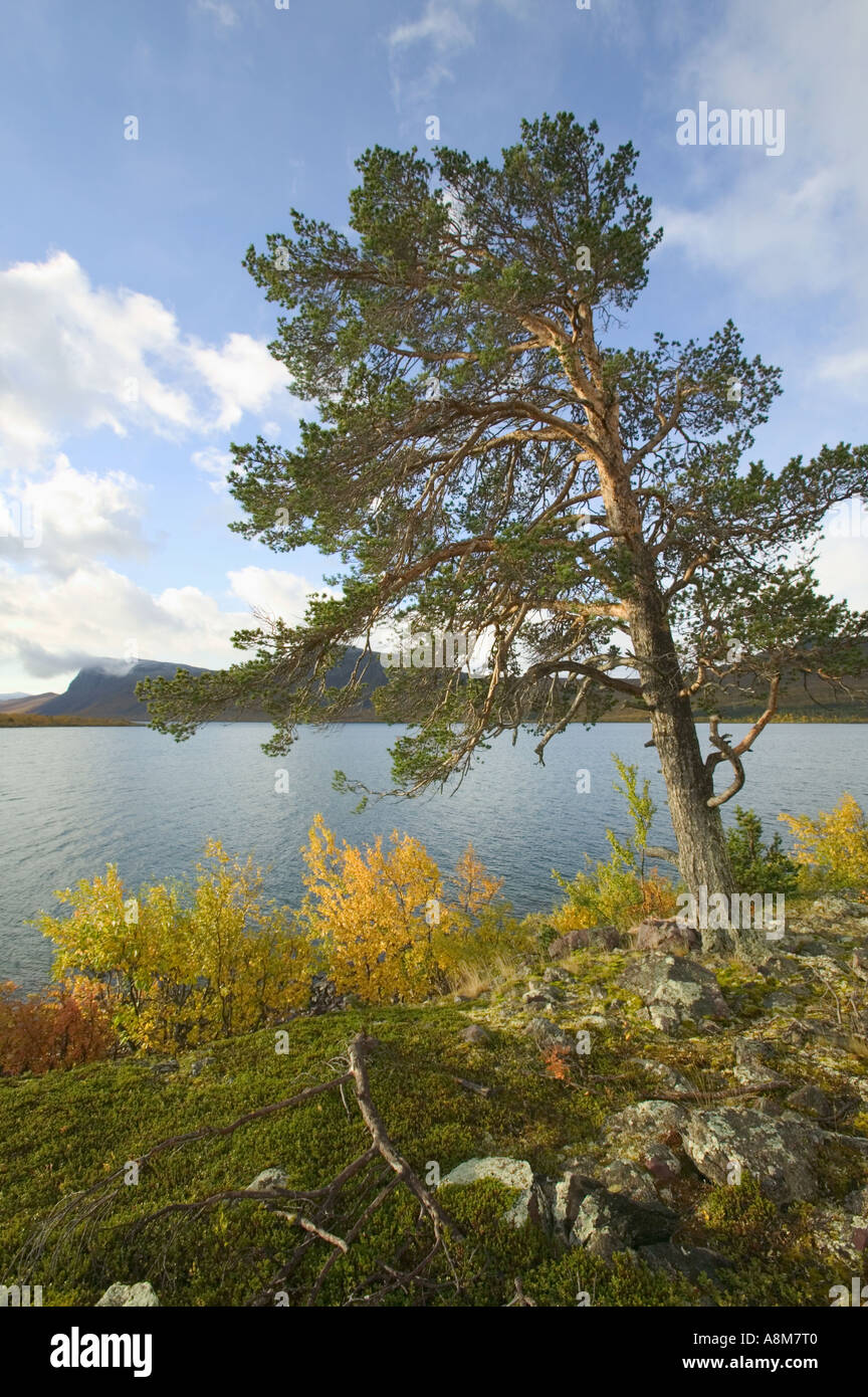 The shore of Stora Lulevatten Lake; Stora Sjöfallet National Park, Lapland, Sweden. Stock Photo
