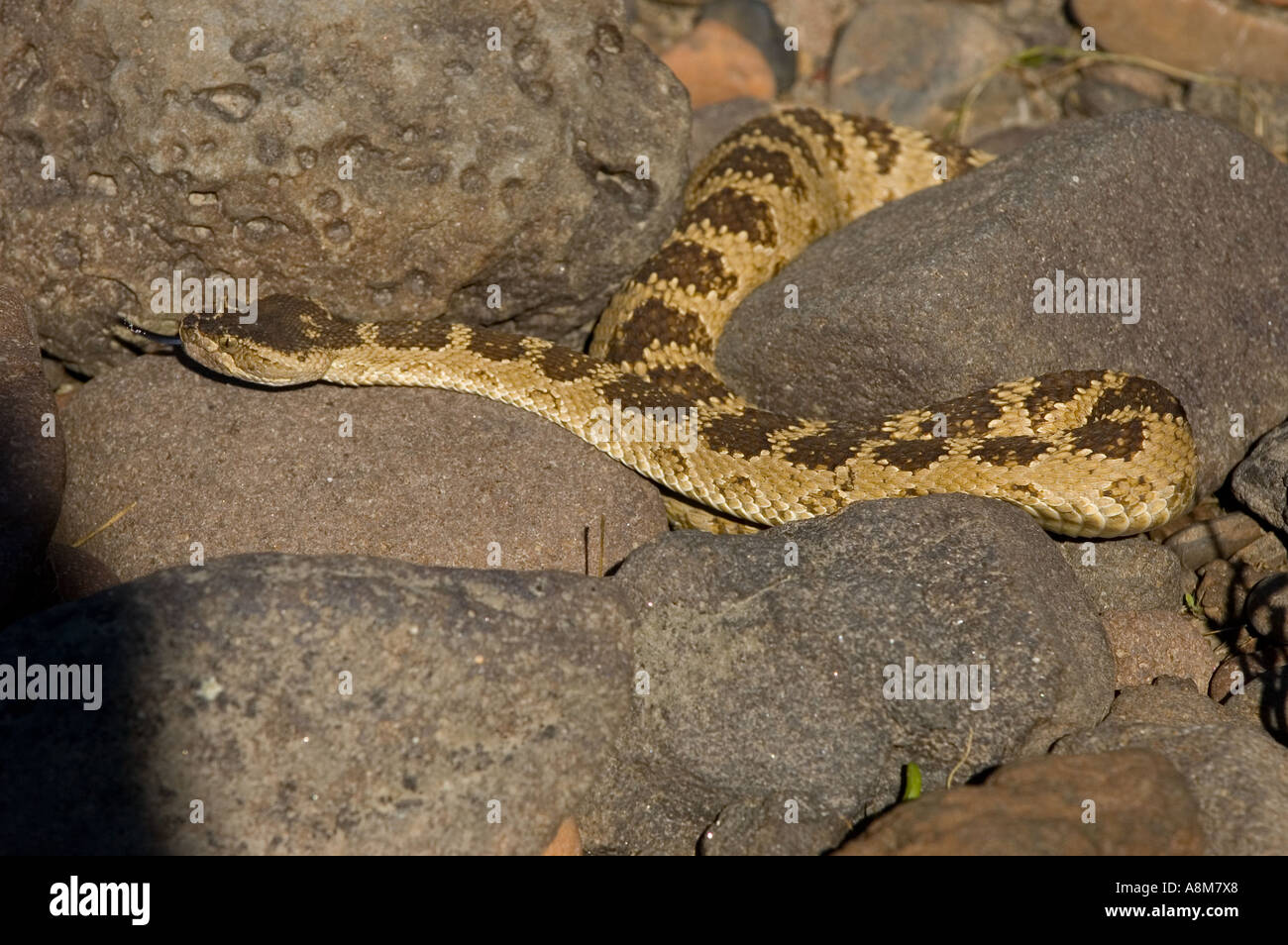 IDAHO Western Diamond Back Rattlesnake on warm rocks at waters edge