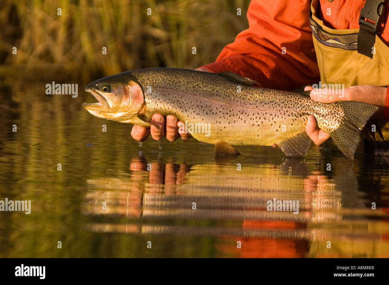 Fisherman Releasing Big Rainbow Trout From Spring Fed Creek In Idaho ...