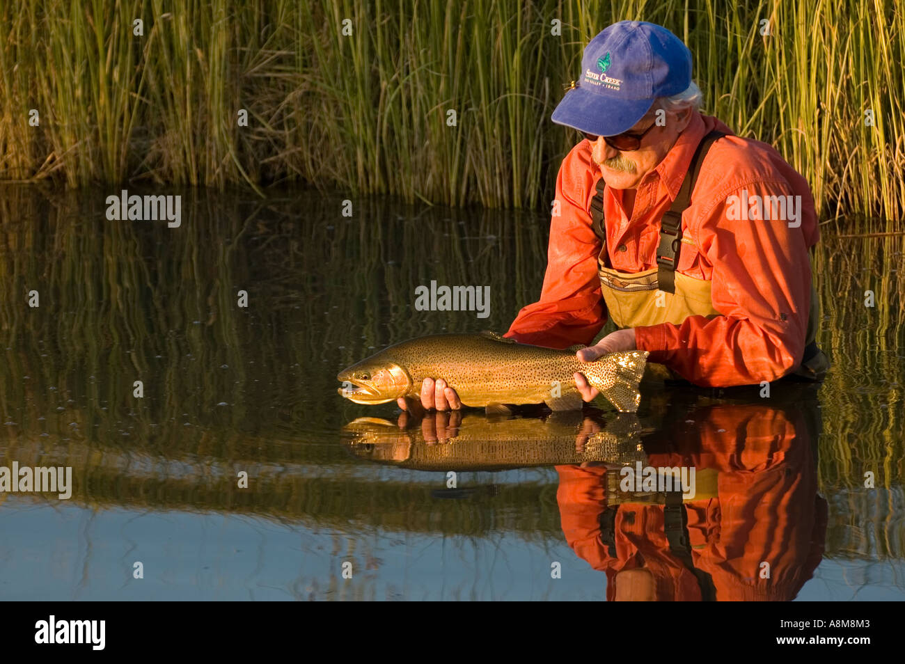 IDAHO SWAN VALLEY EASTERN ID Fly fisherman releasing Rainbow Trout from