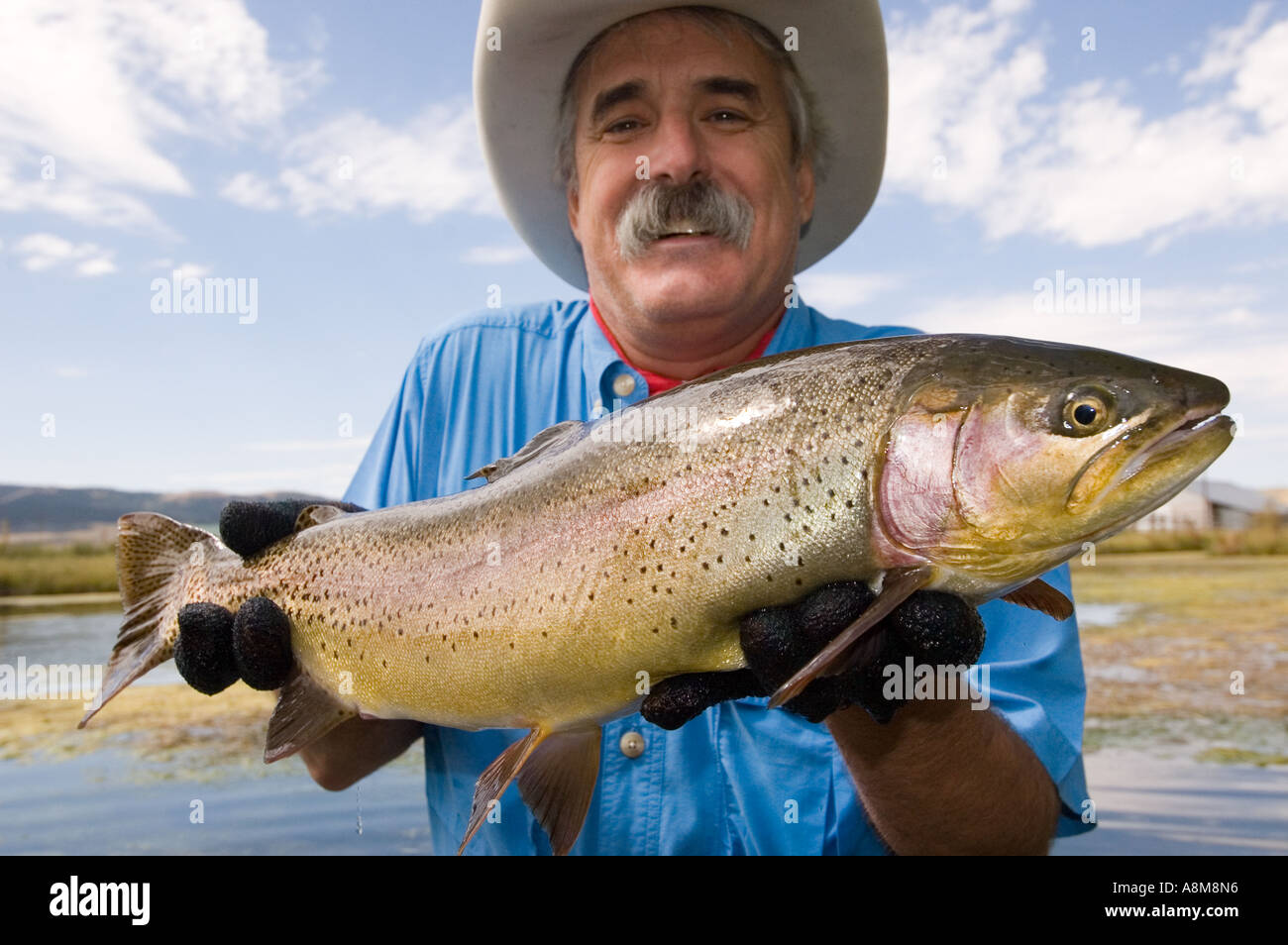 IDAHO Fly fisherman releasing large rainbow trout from spring fed creek