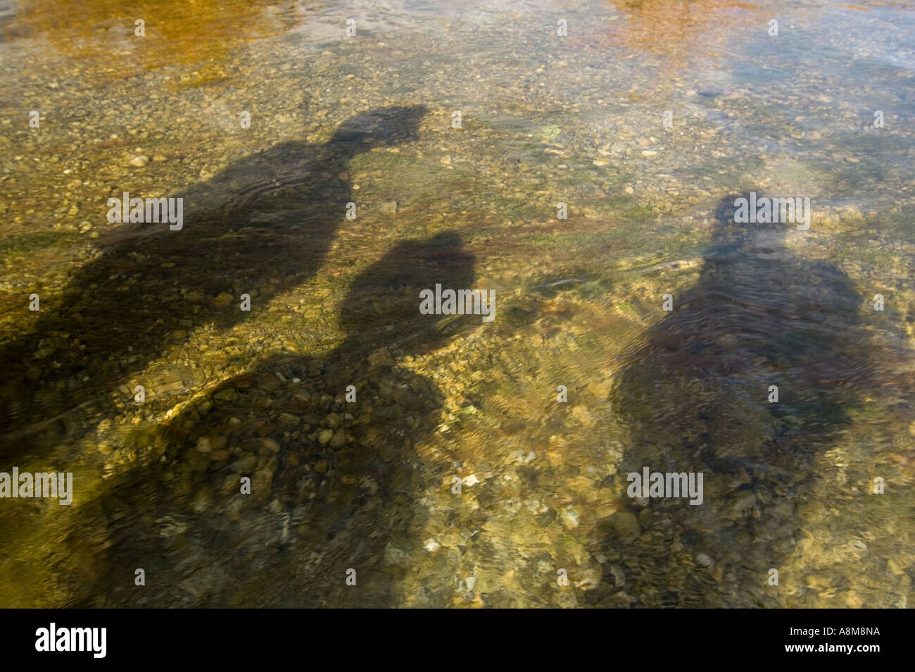 IDAHO SUN VALLEY Reflections of fly fisherman in Silver Creek Stock Photo