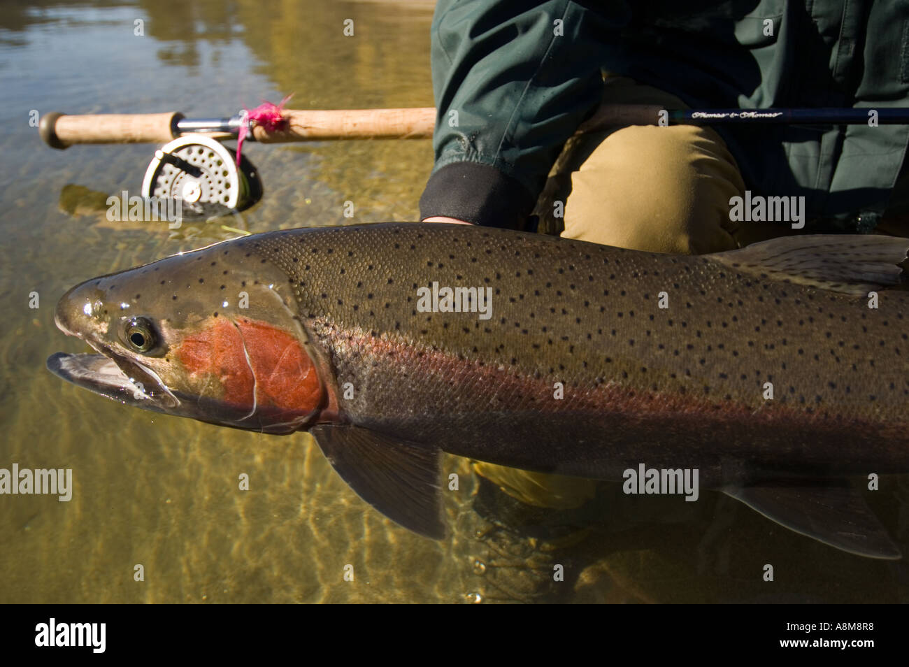 USA IDAHO Clearwater River Fly fisherman landing large Steelhead