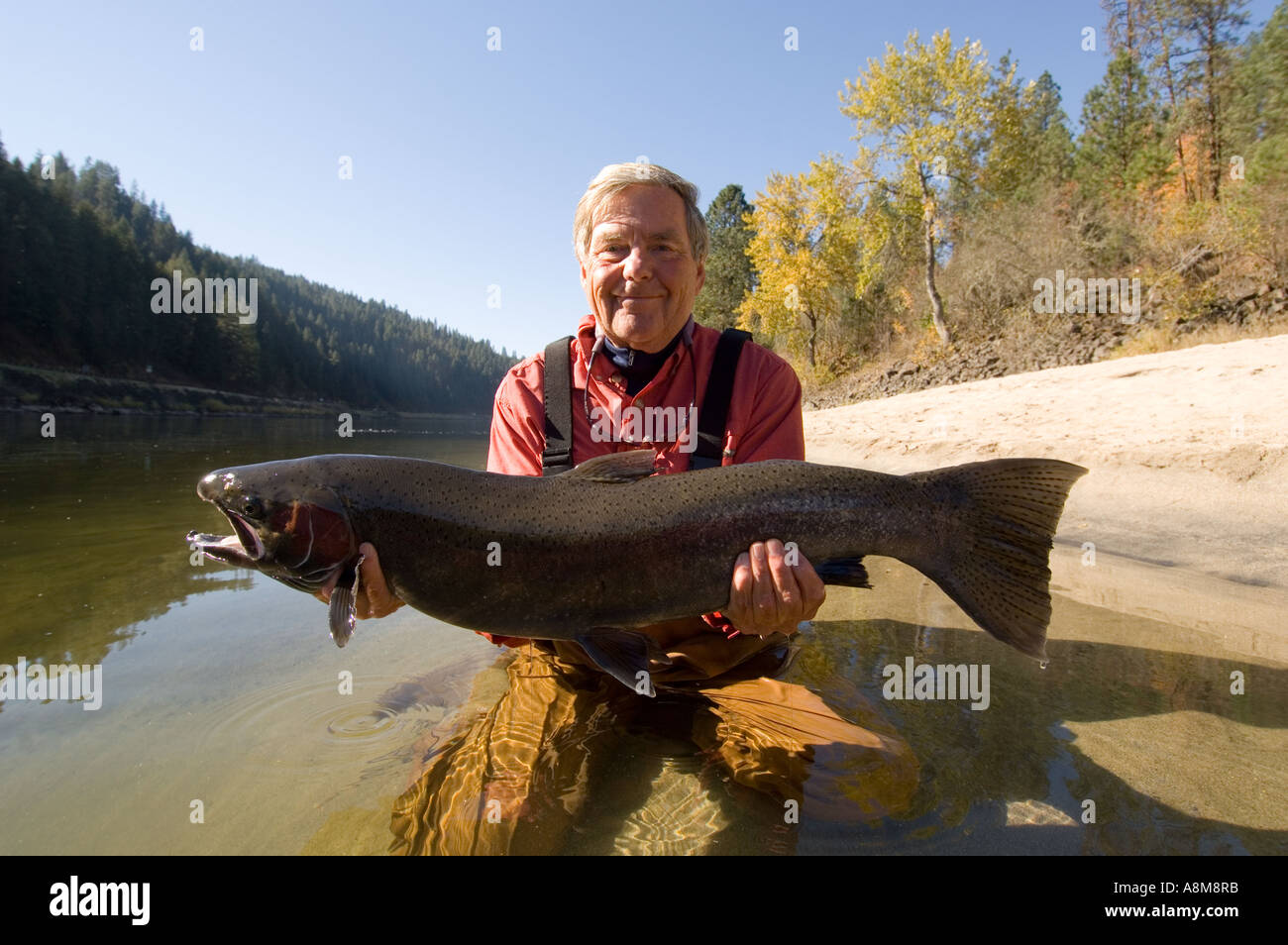 CLEARWATER RIVER fisherman holding large Steelhead Rainbow Trout near Orofino, Idaho Stock Photo