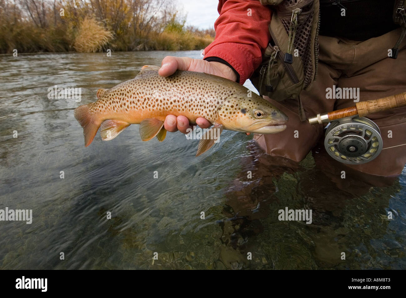 IDAHO SUN VALLEY Fly fisherman releasing colorful brown trout on Silver