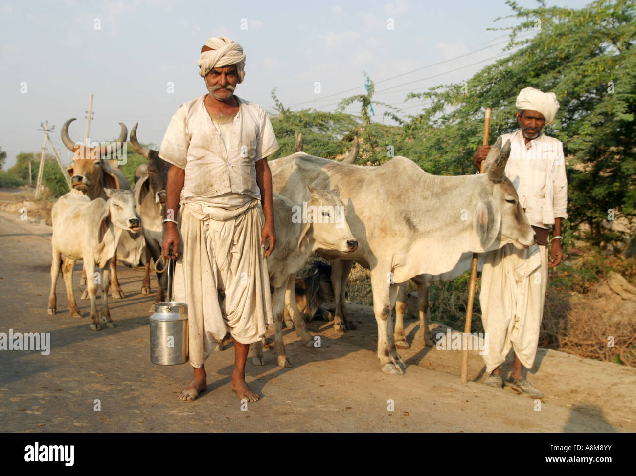 A farmer taking his herd of cattle to his village for milking ,Gujarat