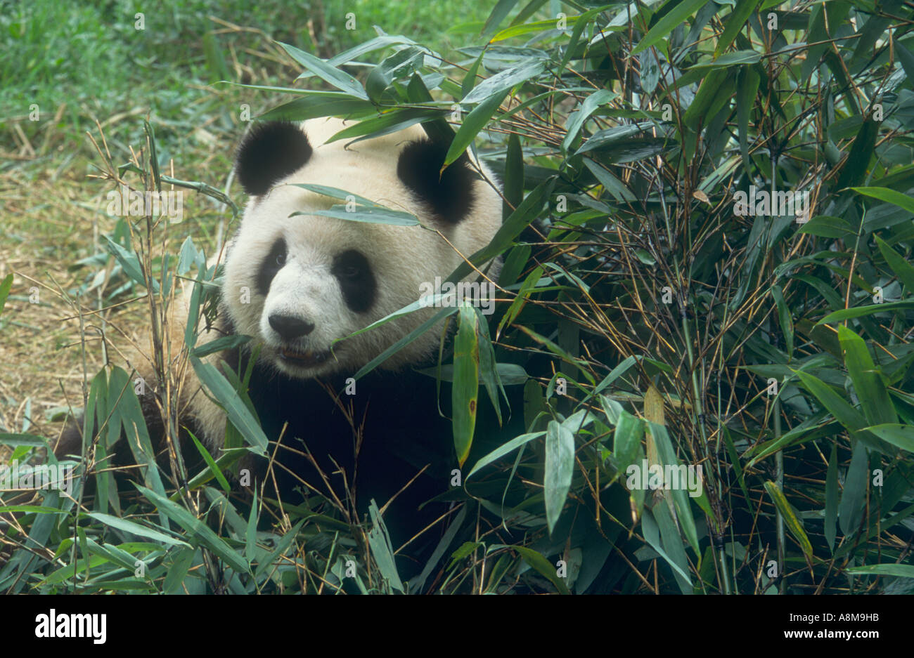 Giant panda Ailuropoda melanoleuca Sichuan province China Stock Photo