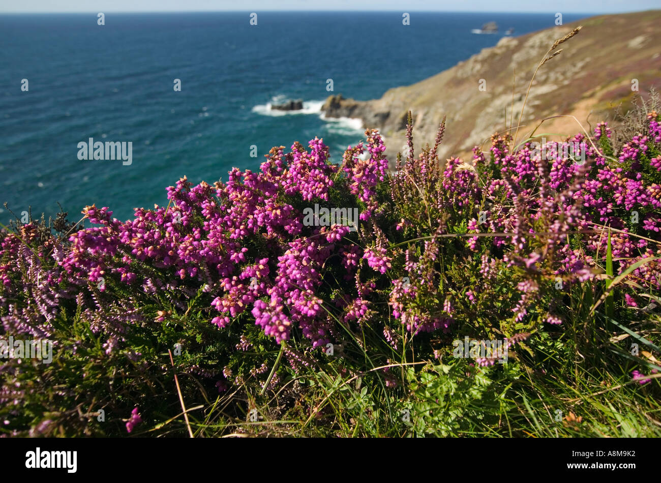 Heather in flower on an Atlantic clifftop St Agnes Head in the