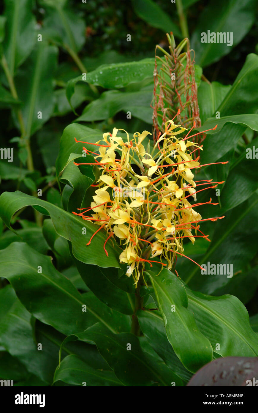 Garland Flower or Ginger Lily in Bloom at Cathedral Peak Hotel