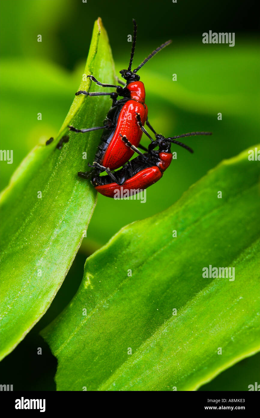 Bugs making love Stock Photo Alamy