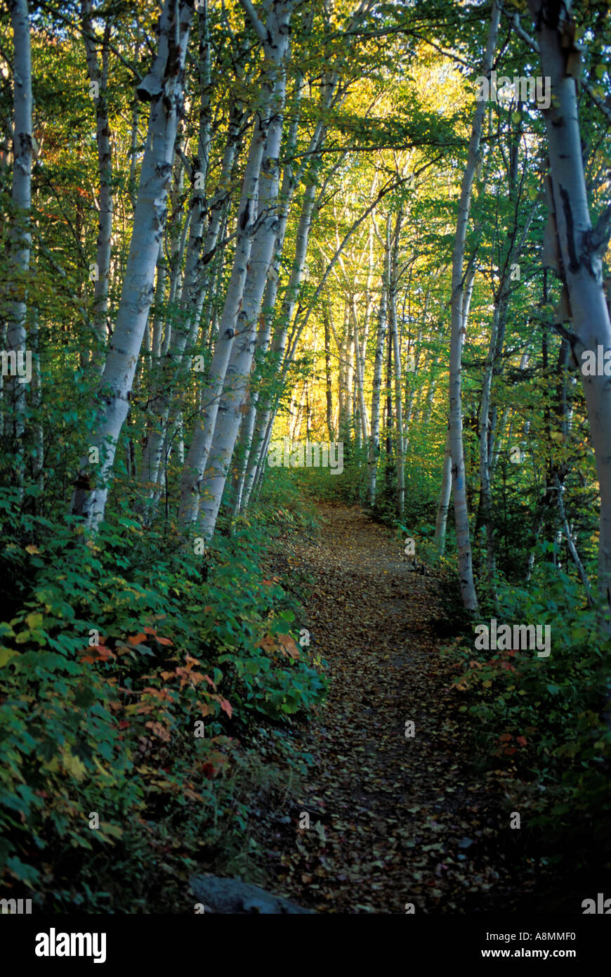 Forest path lined with birch trees Stock Photo - Alamy