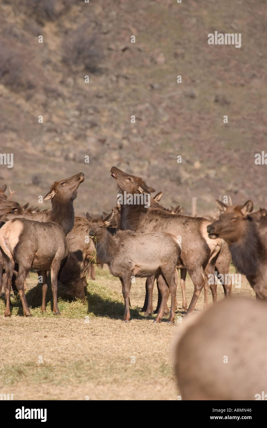 Cow Elk sparring at Oak Creek feeding station near Naches Washington