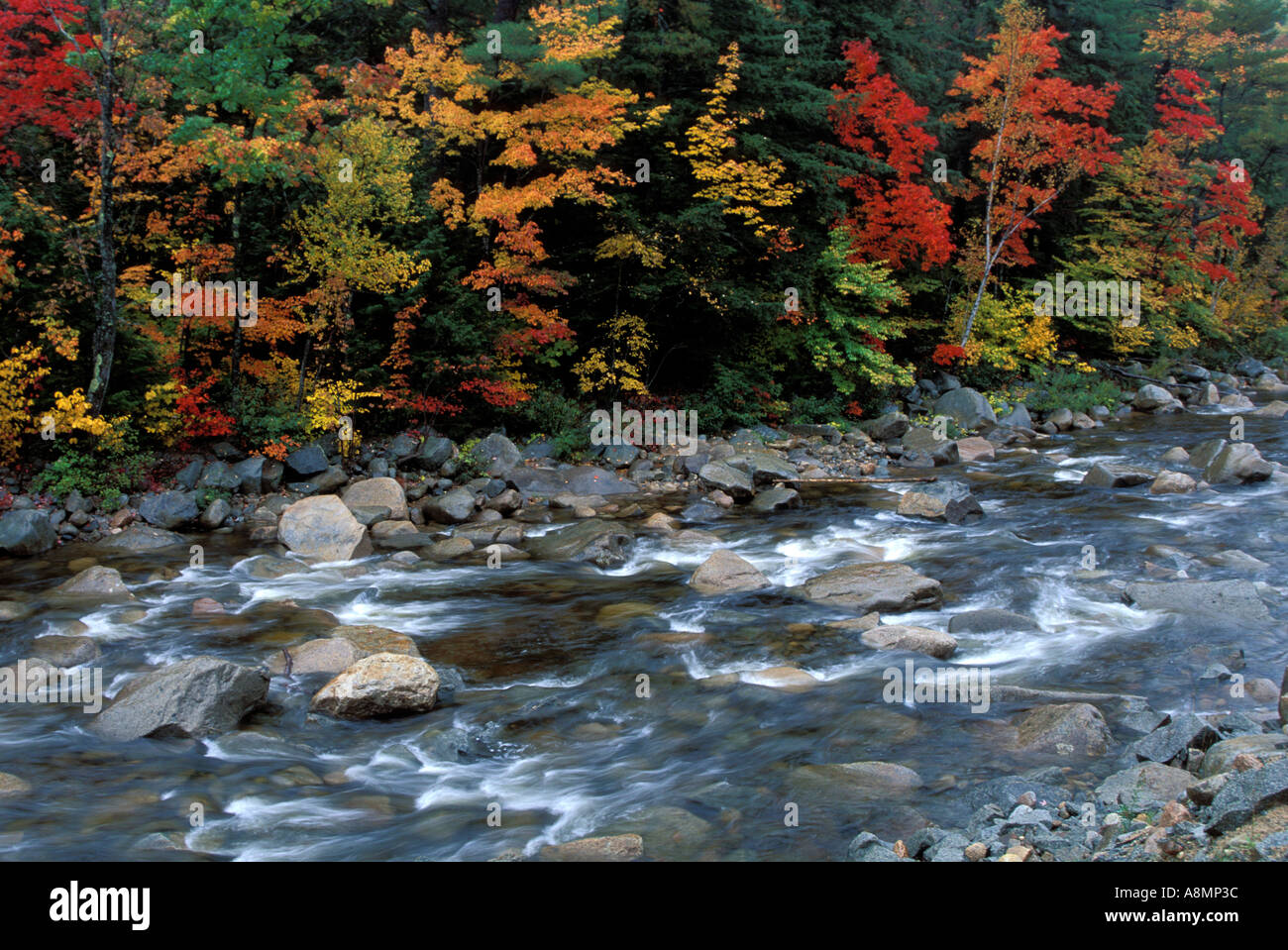 Rushing rocky river with fall foliage Stock Photo Alamy