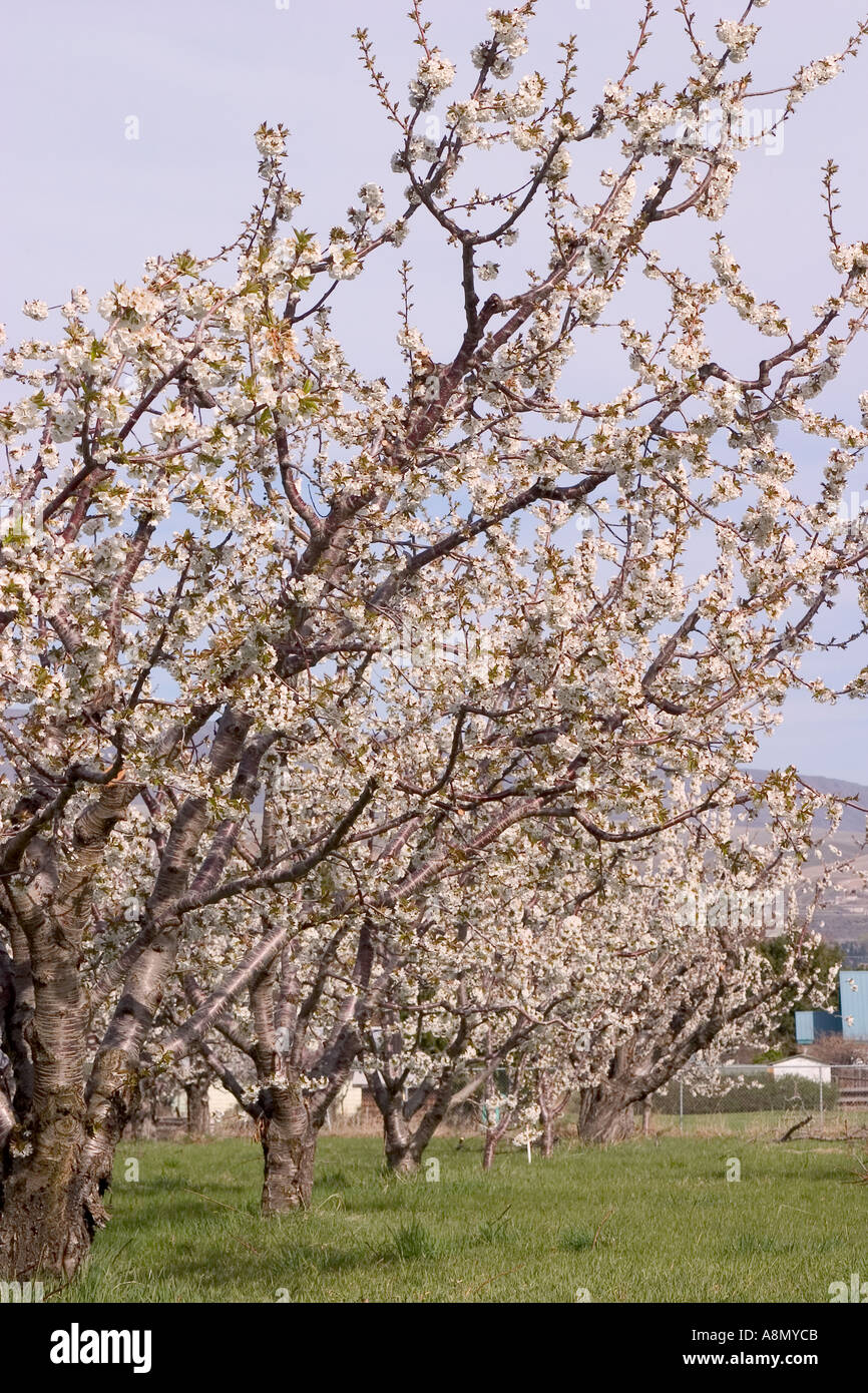 Cherry orchard with trees in bloom Stock Photo - Alamy