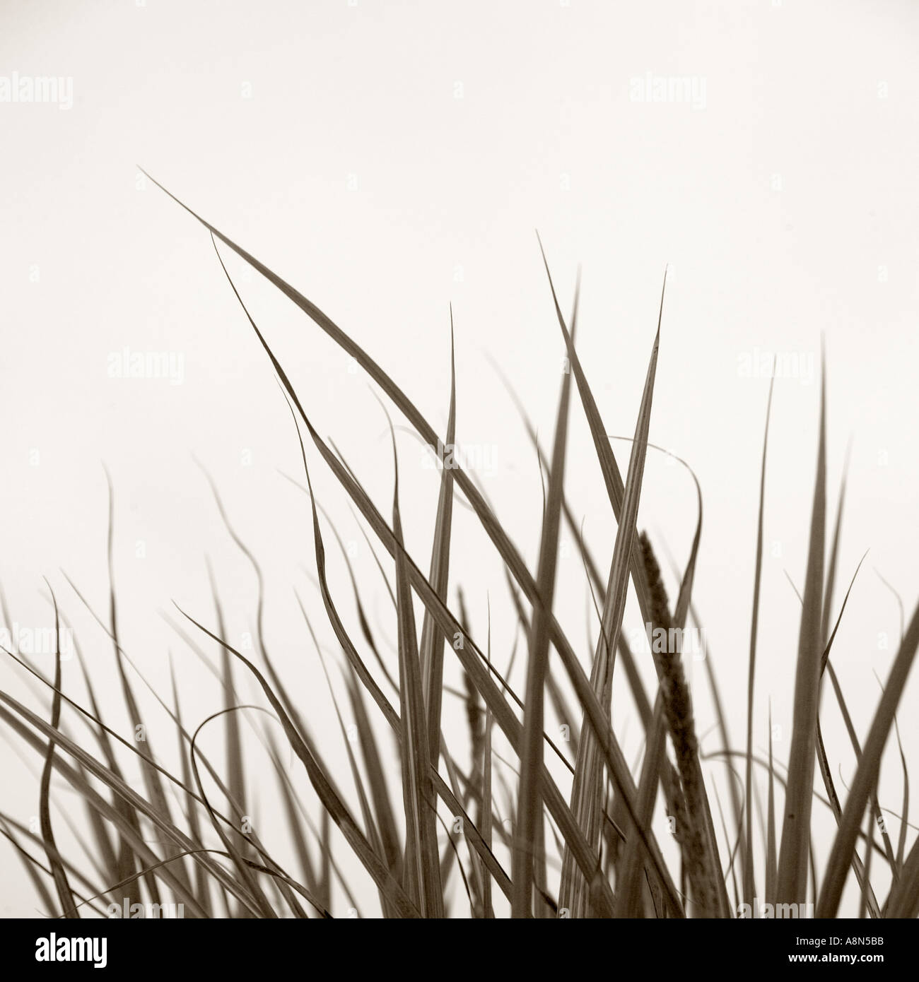 Tall grass plants grow in hi-res stock photography and images - Alamy