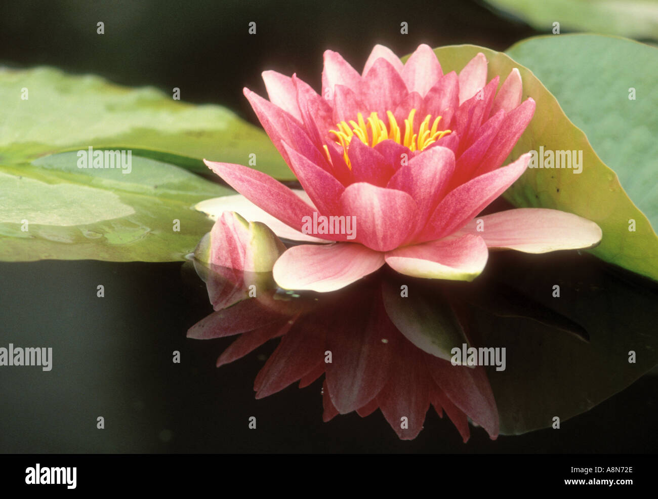 Lily in Water pond Stock Photo - Alamy