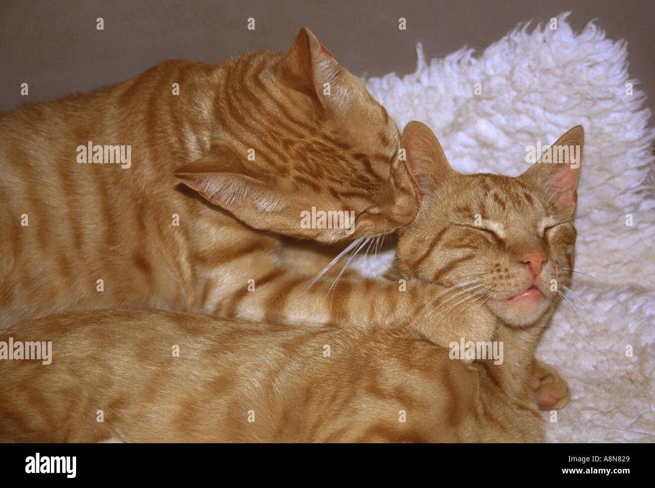 Domestic cats grooming each other Stock Photo Alamy