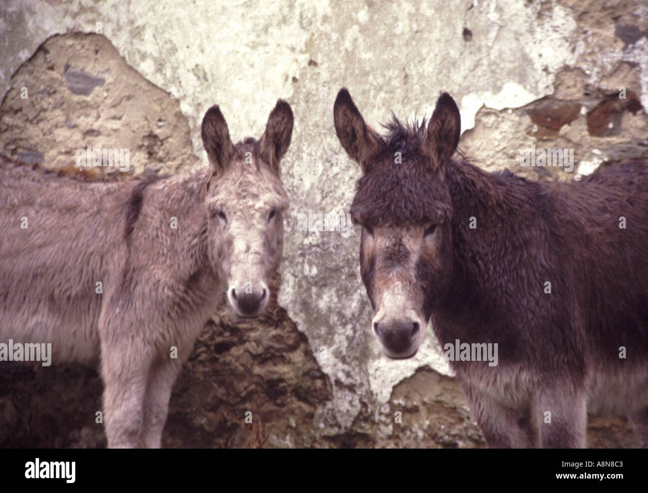 Wet donkeys on Achill Island Co Mayo Ireland Stock Photo