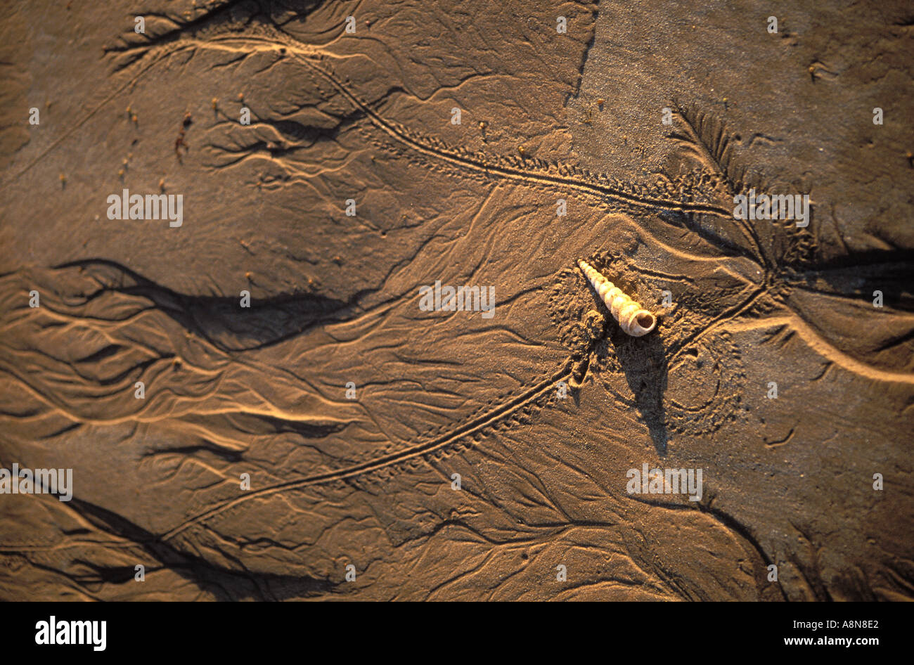 Magical artistic sand patterns and shell on the beach at low tide made ...