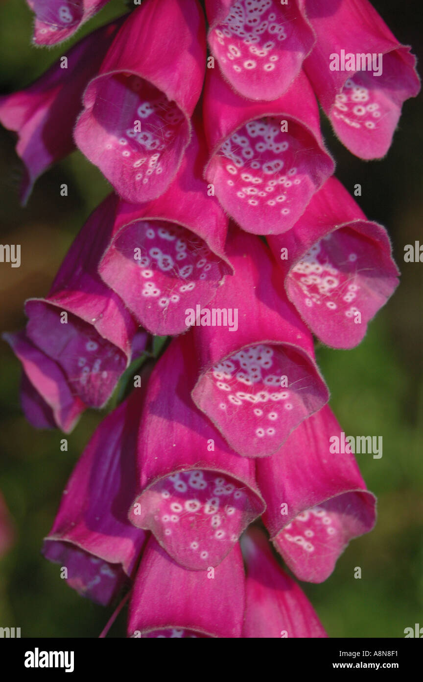 Closeup of foxglove flowers Stock Photo