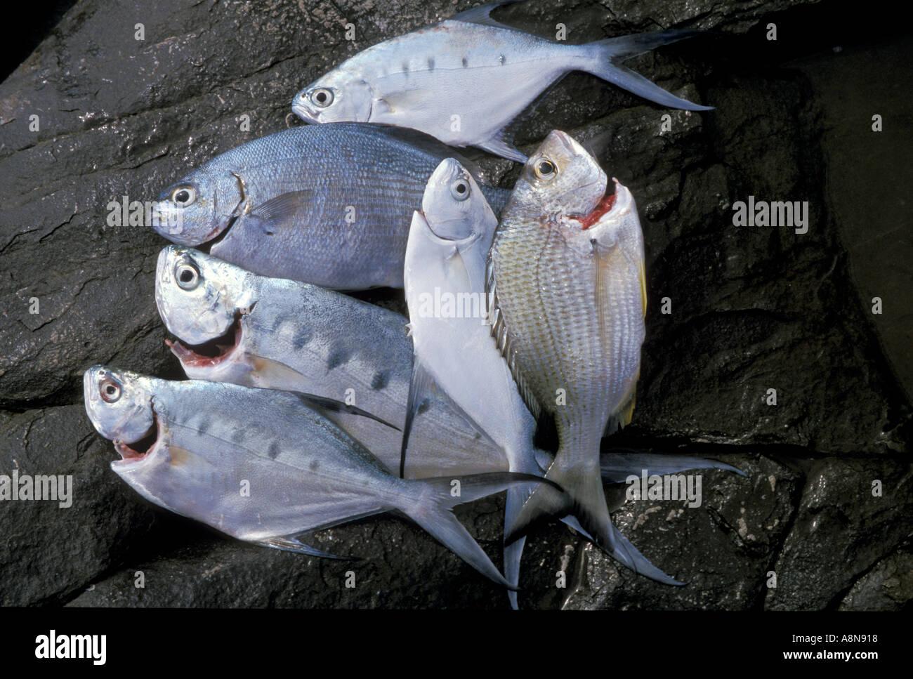 Native fish bream caught by fisherman fishing on the rocks near Noosa Queensland Australia Stock Photo