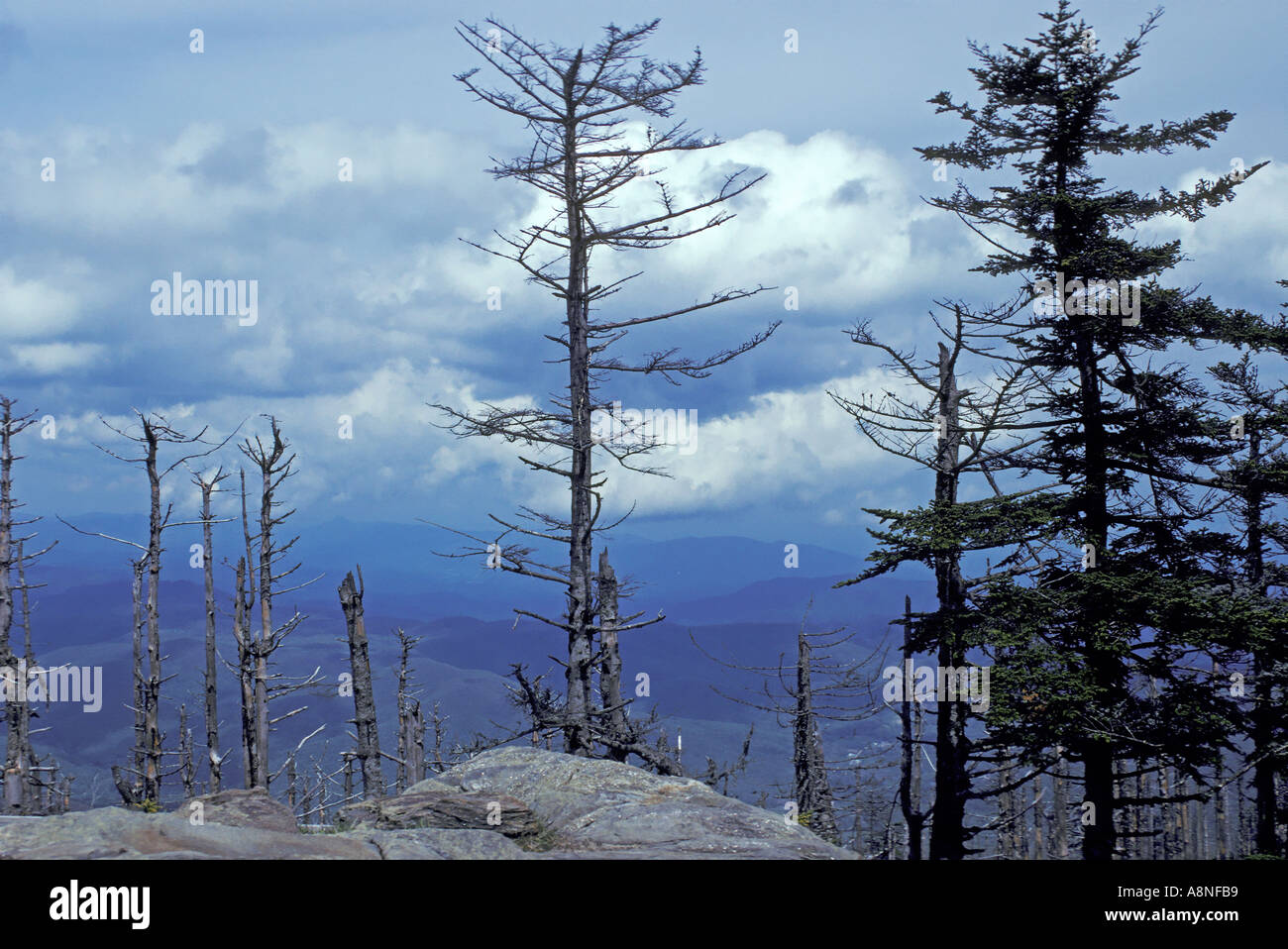 Acid rain damage appalachian mountains hires stock photography and