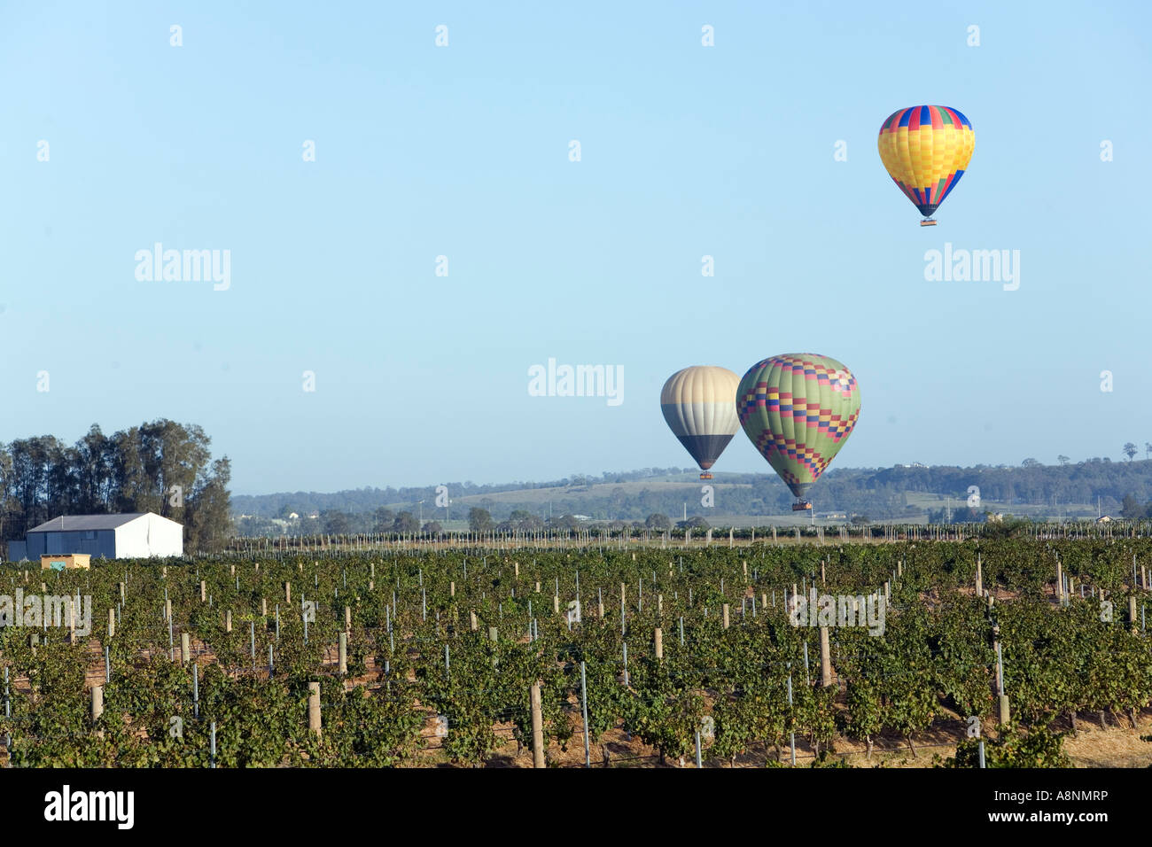 Vineyard ballooning - Hunter Valley, New South Wales, AUSTRALIA Stock Photo