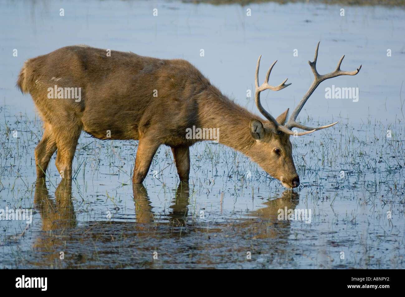 HardGround Swamp Deer or Barasingha (Cervus duvaucelii)Threatened