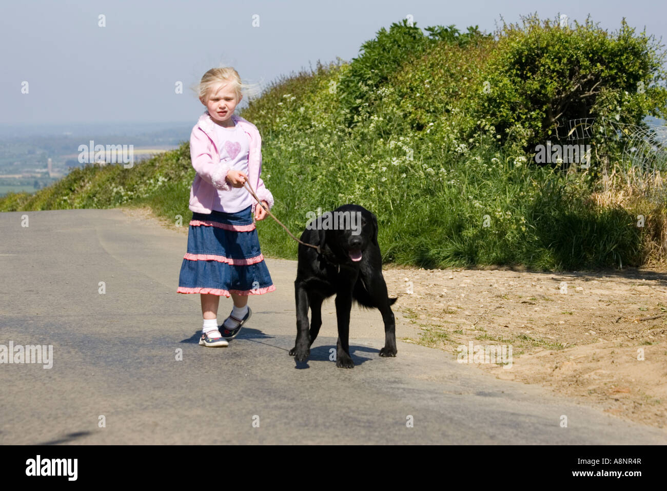 four-year-old-blonde-girl-taking-black-labrador-for-a-walk-on-country-A8NR4R.jpg