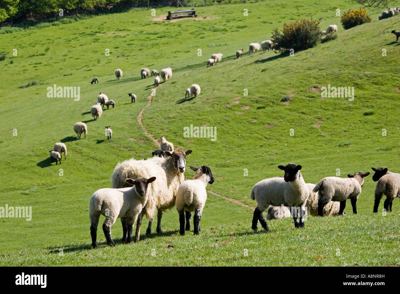 Flock of Masham sheep and lambs grazing on fresh pasture Cotswolds UK Stock Photo
