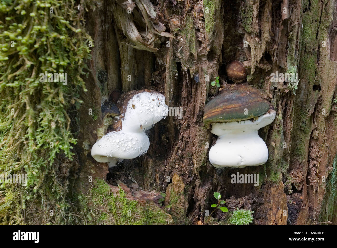 Bracket fungi growing in beech forest Blue Pools near Haast South Island New Zealand Stock Photo