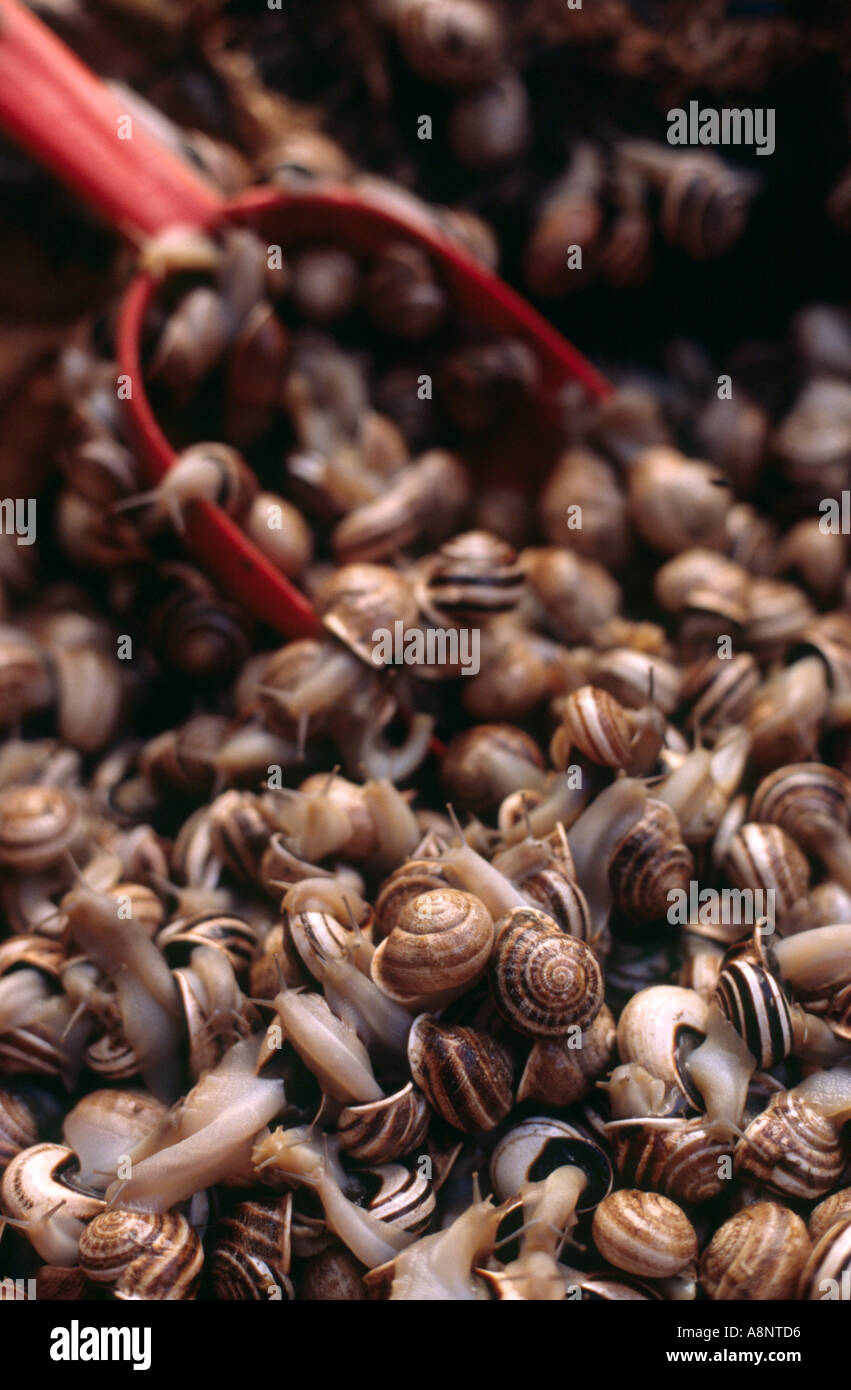 Live snails - Fez, MOROCCO Stock Photo