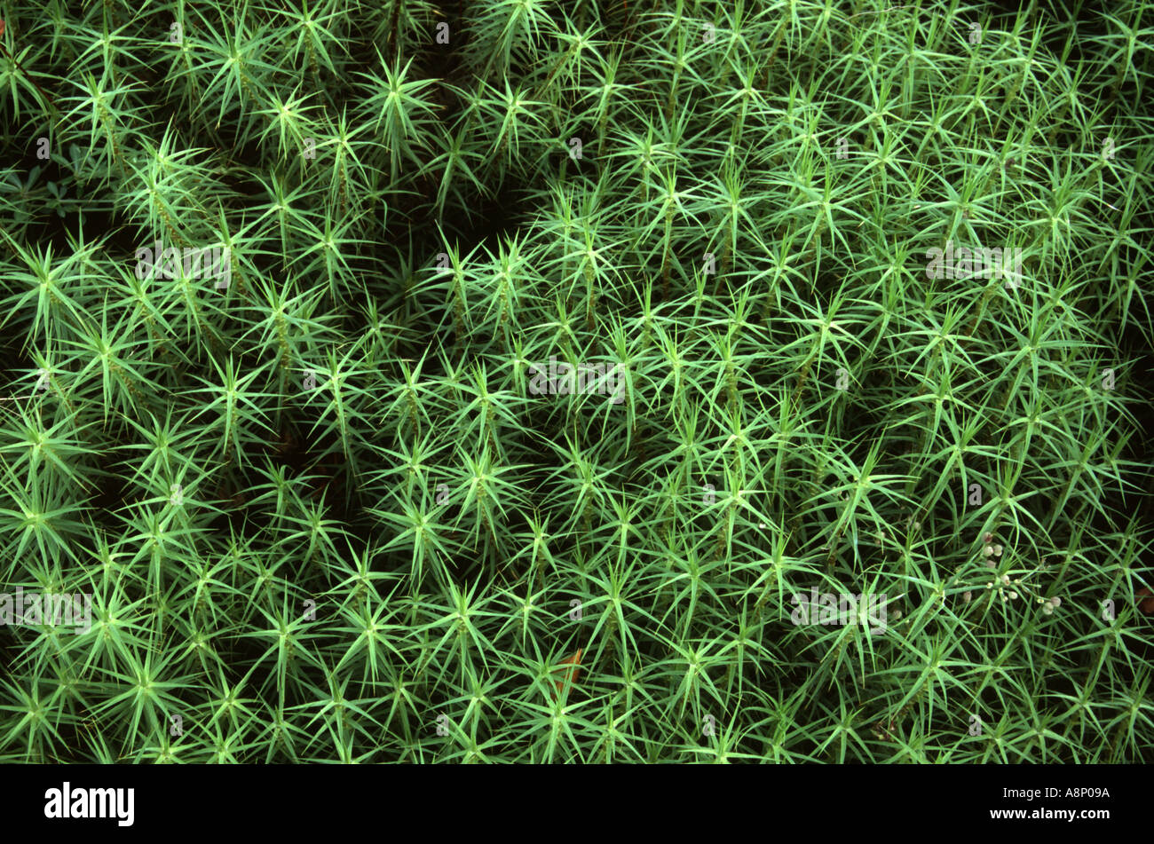 Hair Cap Moss Stock Photo Alamy