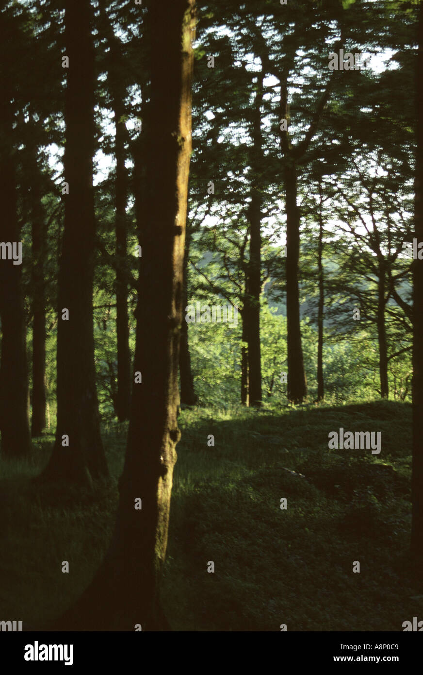 Green forest trees woods woodland hi-res stock photography and images ...