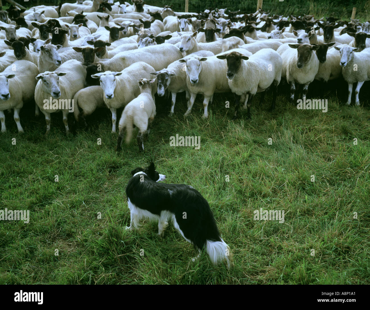 Lincolnshire Wolds england working Border collie Sheepdog Stock Photo