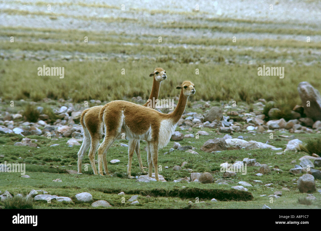 Wild Vicuña the Peruvian national animal at Pampa Galeras Reserve Ayacucho  Stock Photo - Alamy
