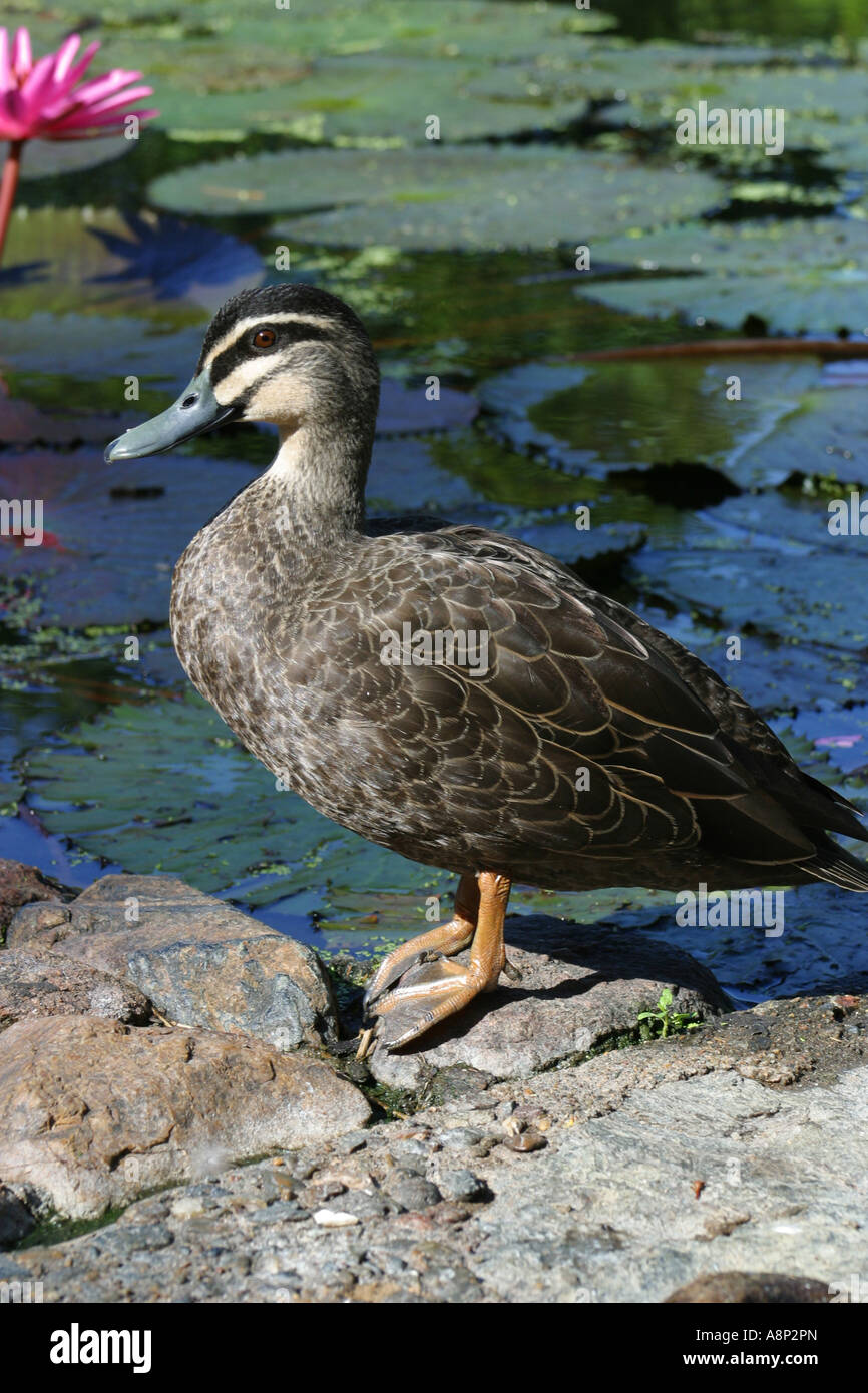 A duck is a waterbird with a broad blunt bill short legs webbed feet and a waddling gait Stock Photo