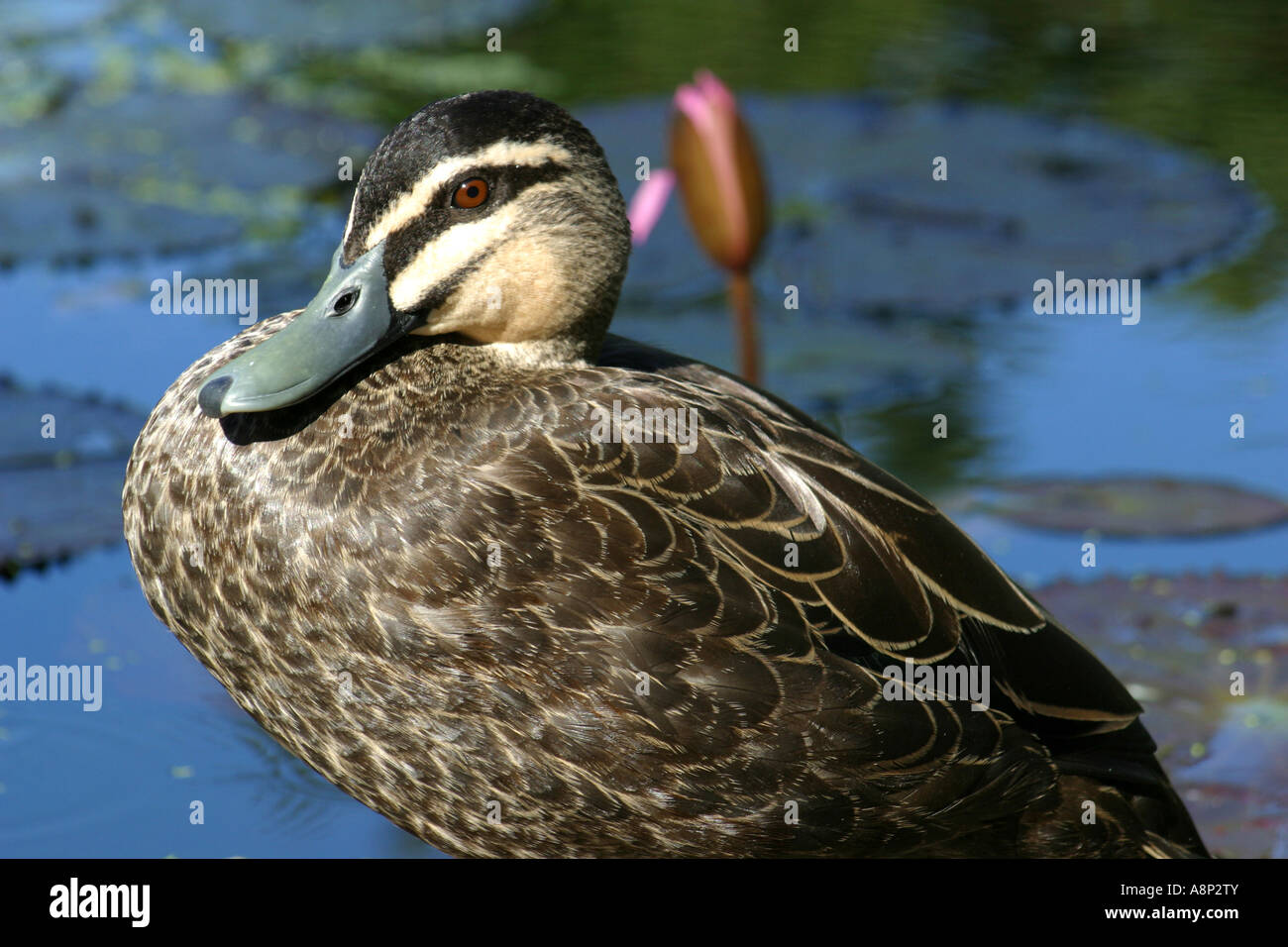 A duck is a waterbird with a broad blunt bill short legs webbed feet and a waddling gait Stock Photo