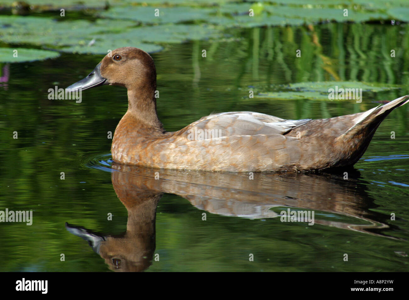 A duck is a waterbird with a broad blunt bill short legs webbed feet and a waddling gait Stock Photo