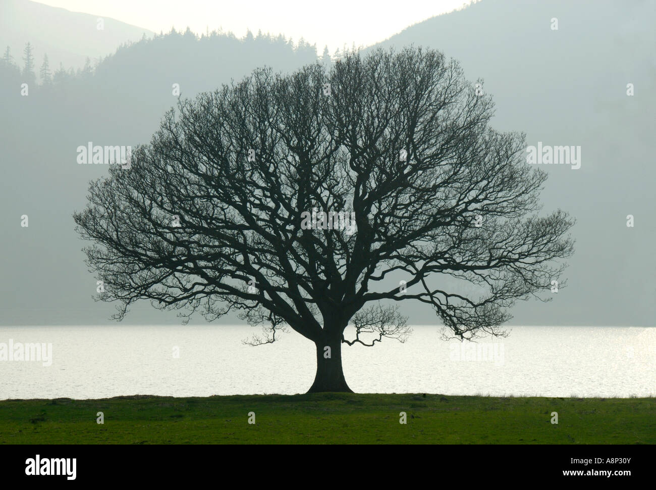 Silhouetted beech tree, Bassenthwaite Lake. Lake District National Park, Cumbria, England, U.K., Europe. Stock Photo