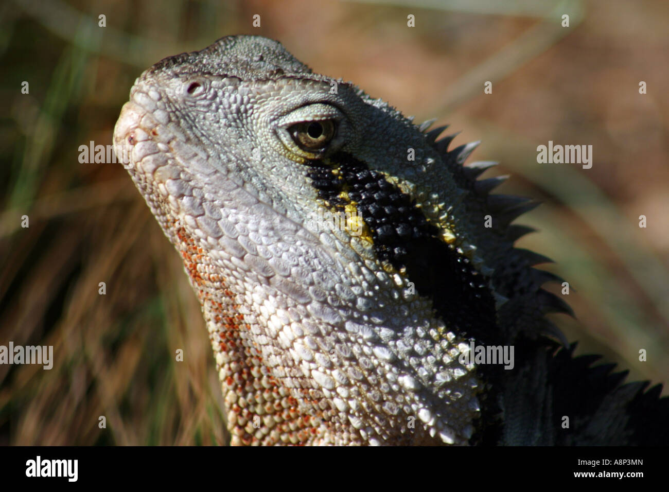 The Australian Water Dragon up close Stock Photo - Alamy