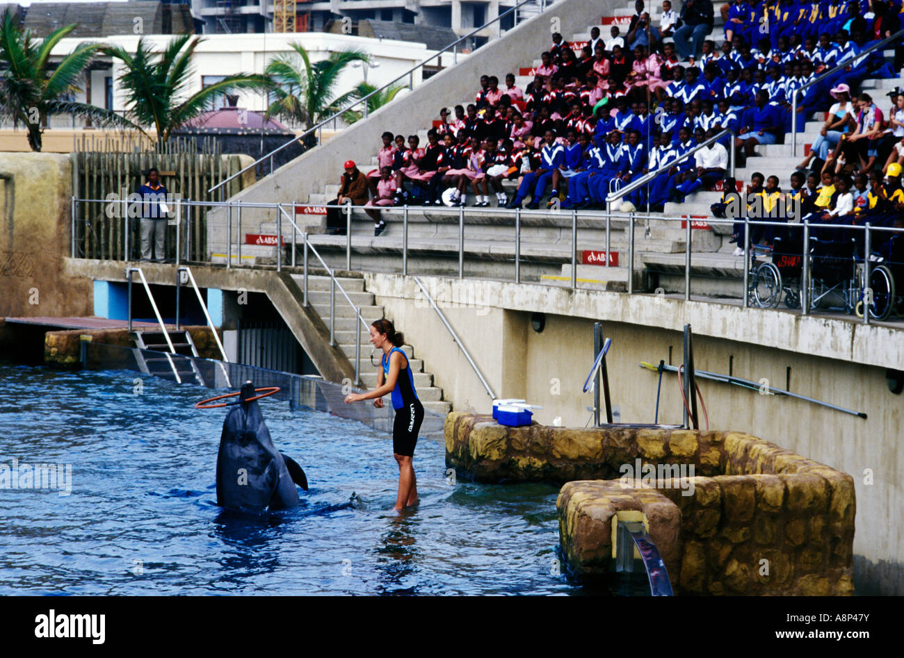 ushaka marine world dolphin show, durban, south africa Stock Photo - Alamy