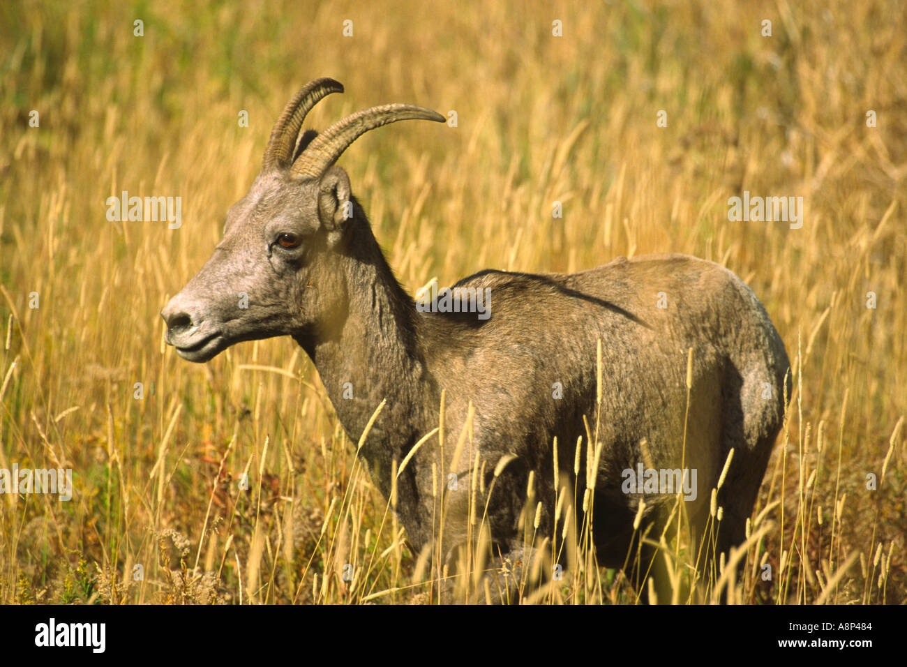 Female bighorn sheep Ovis Canadensis among grasses Stock Photo