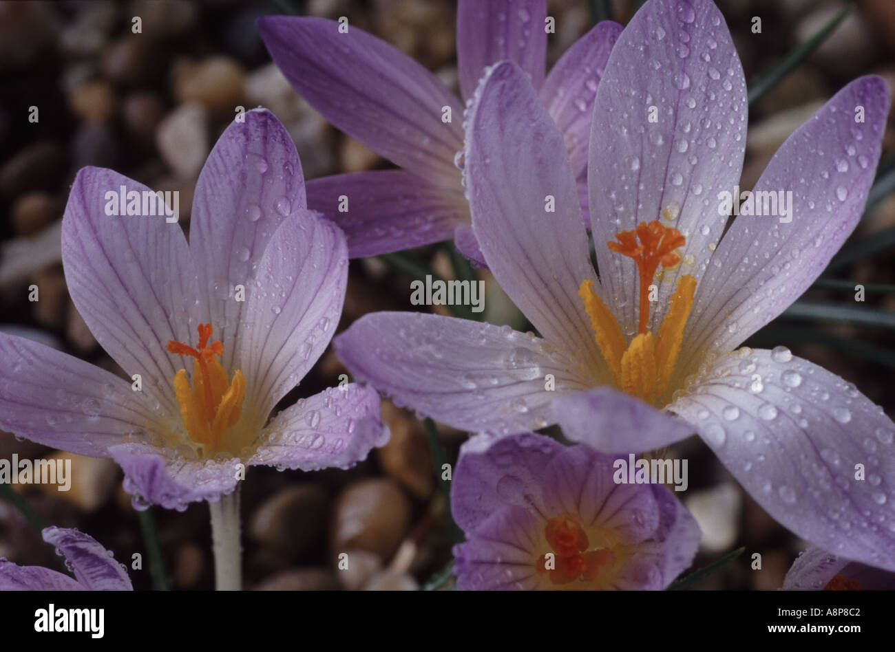 Crocus versicolor hires stock photography and images Alamy