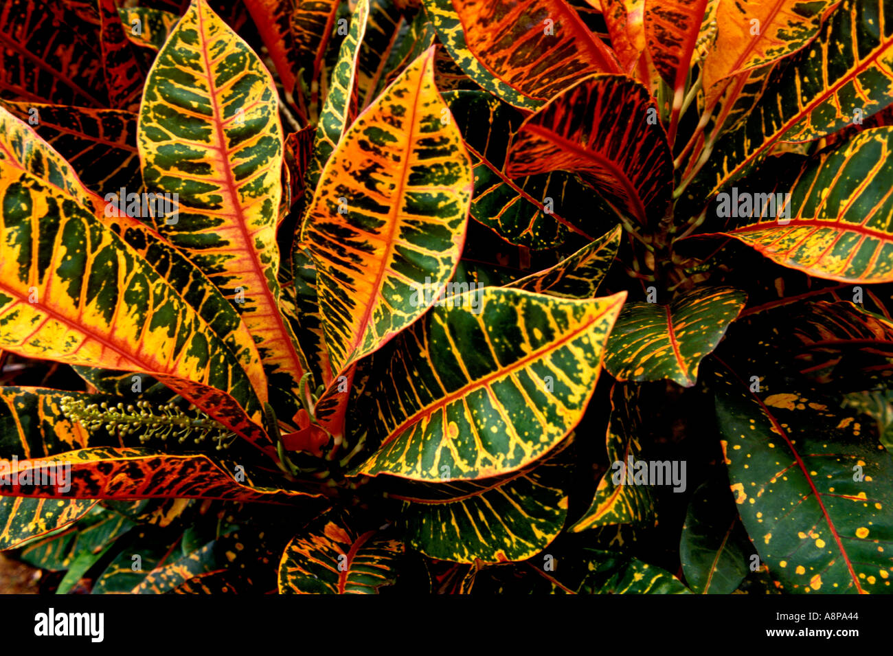 Croton hawaii usa hires stock photography and images Alamy