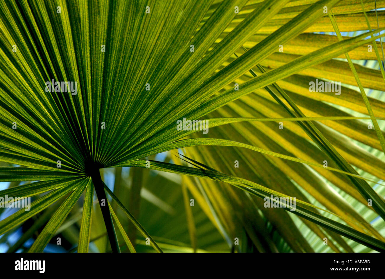 Palm Leaves 2 Stock Photo